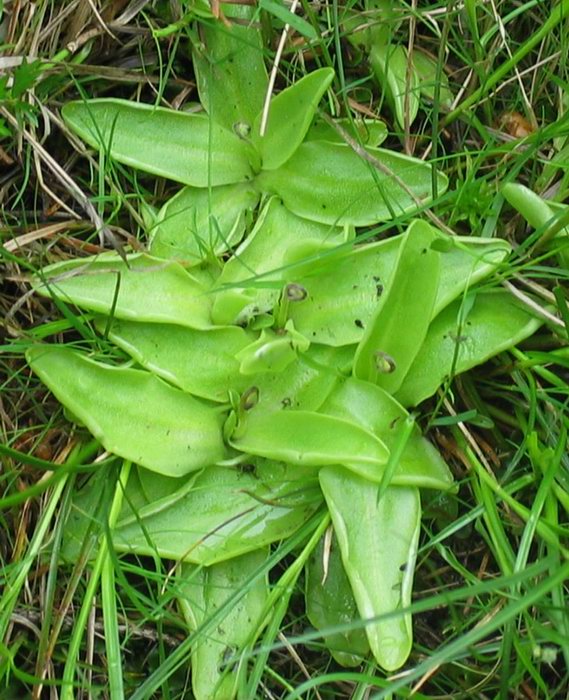 tučnice obecná.jpg
