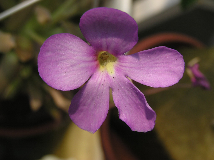 tučnice hybrid.jpg