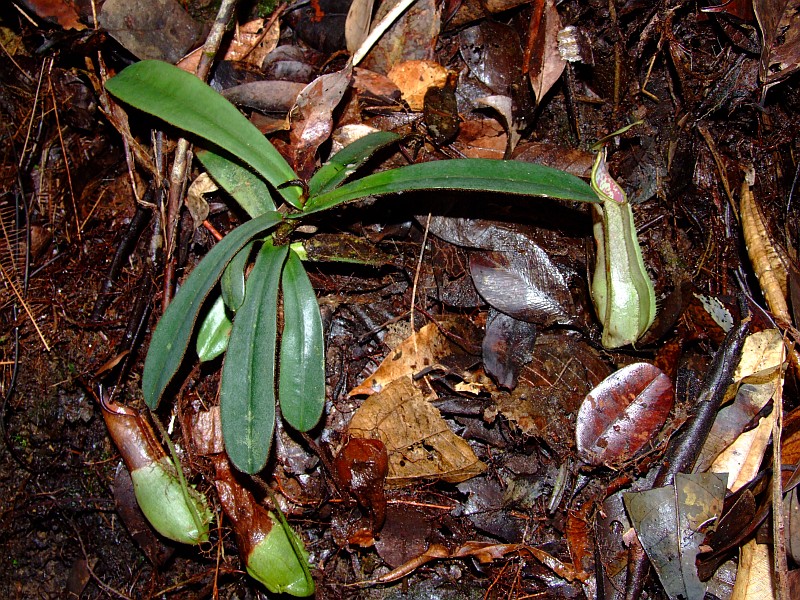 nepenthes hispida2.jpg