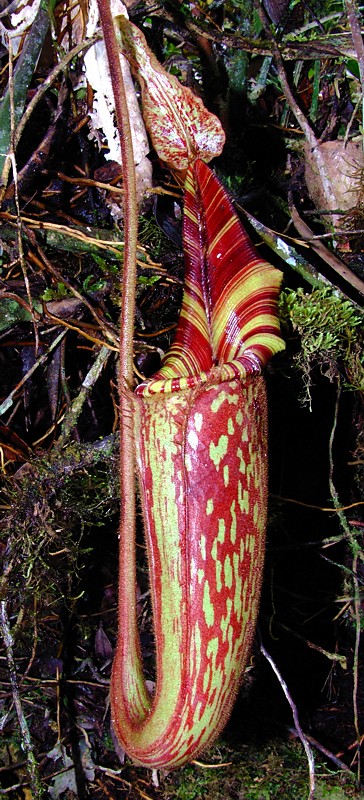 Nepenthes hurrelliana.jpg