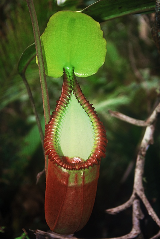 Nepenthes macrophylla2.jpg
