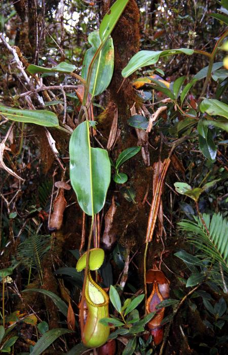 Nepenthes macrophylla3.jpg