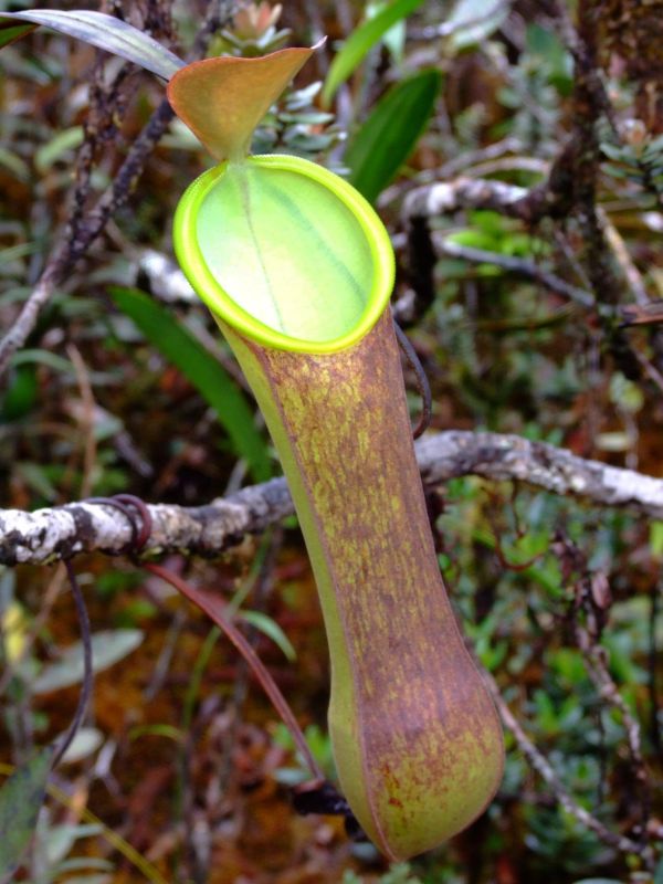 Nepenthes murudensis3.jpg