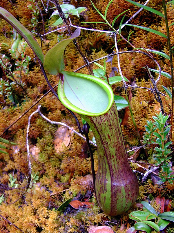 Nepenthes murudensis4.jpg