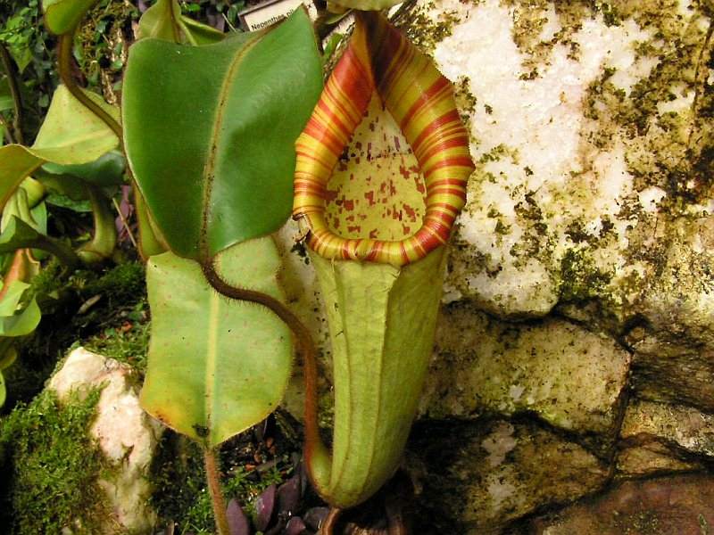 nepenthes pilosa.jpg