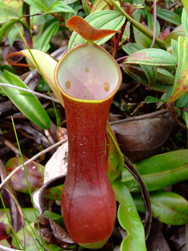 Nepenthes reinwardtiana.jpg