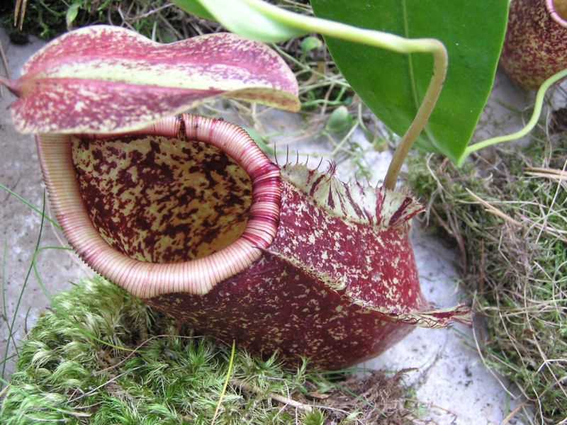 Nepenthes rafflesiana.jpg