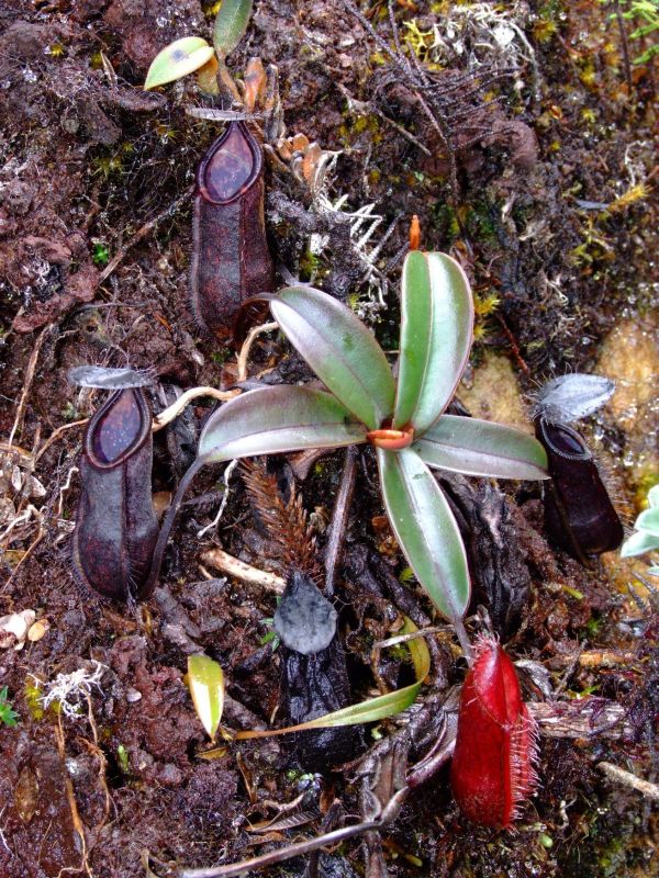Nepenthes tentaculata.jpg