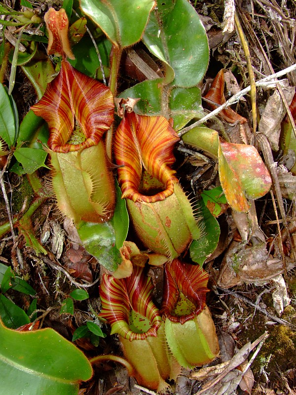 Nepenthes veitchii.jpg