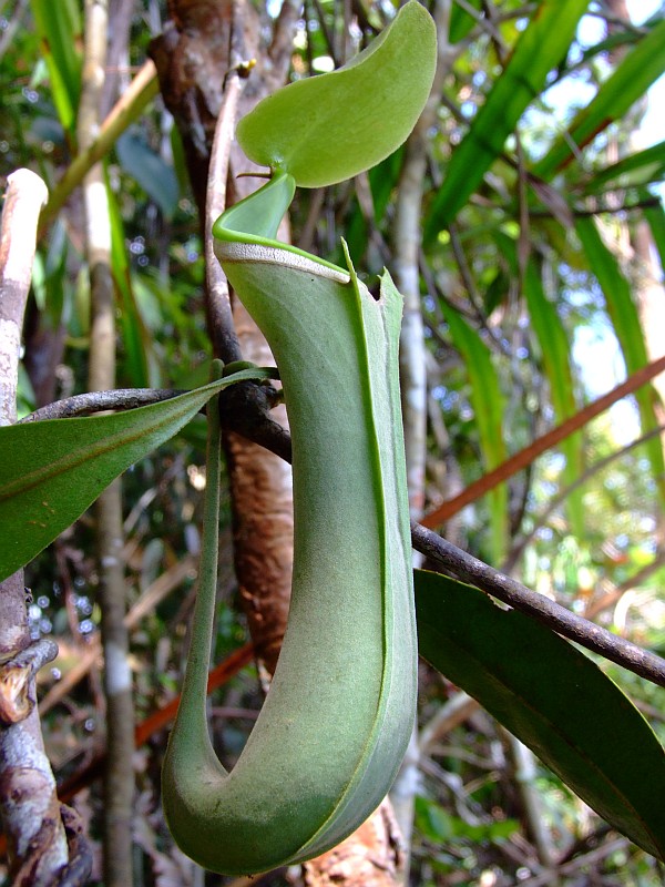 Nepenthes albomarginata.jpg