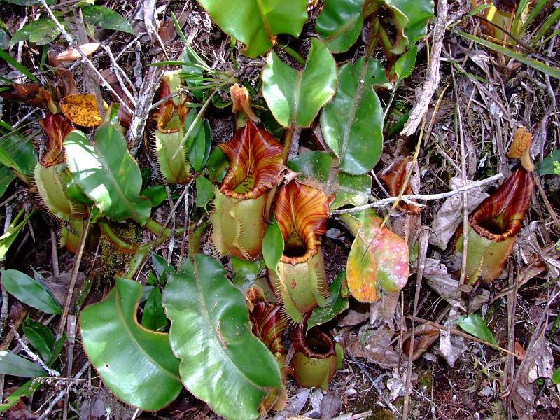 Nepenthes veitchii3.jpg