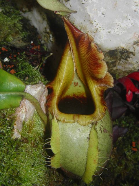 Nepenthes veitchii6.jpg
