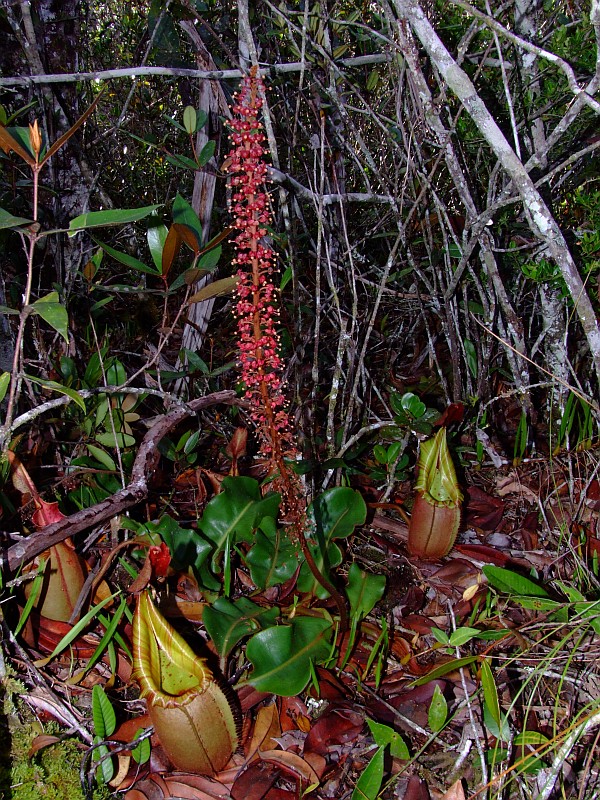 Nepenthes veitchii7.jpg