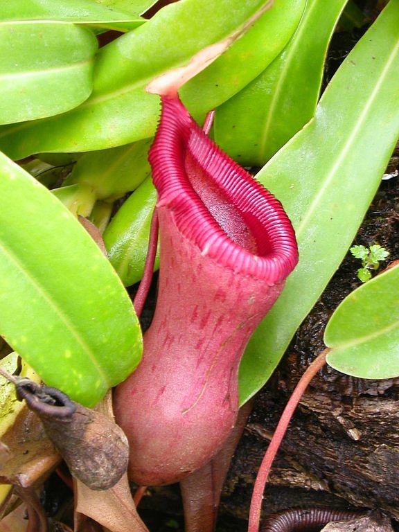 Nepenthes ventricosa.jpg