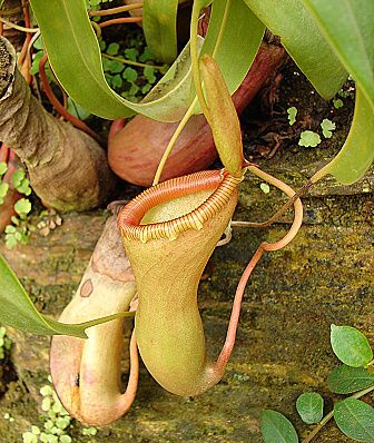 Nepenthes ventricosa3.jpg