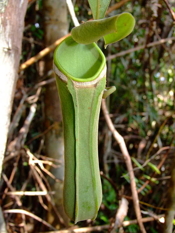 Nepenthes albomarginata 2.jpg