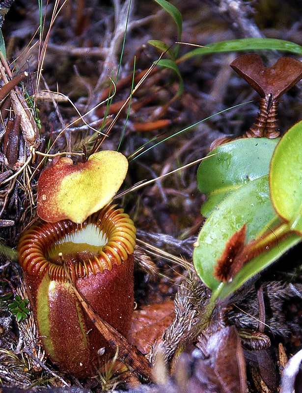 Nepenthes villosa.jpg