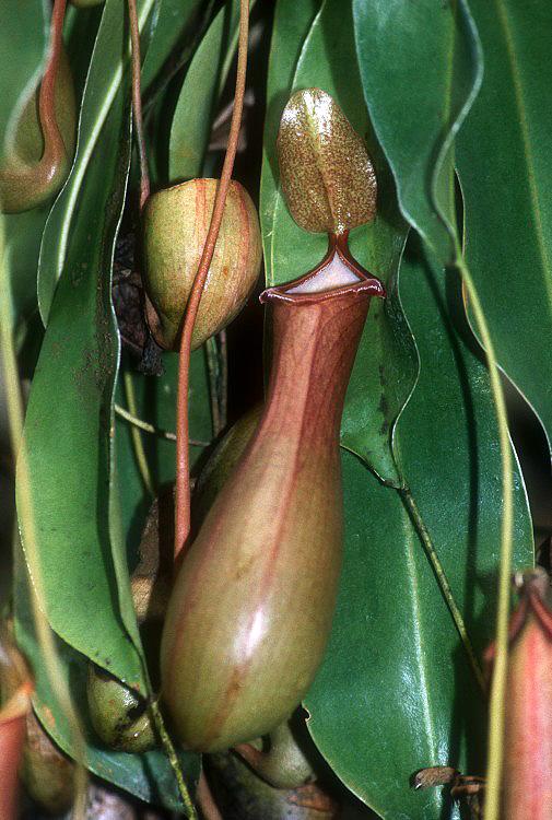 Nepenthes × ventrata2.jpg