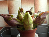 anurosperma.jpg