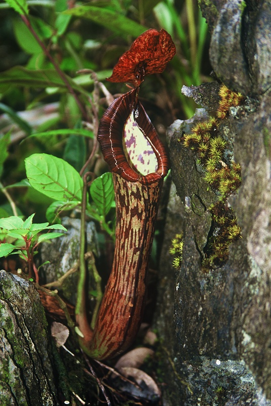 Nepenthes faizaliana.jpg