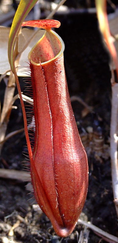 Nepenthes gracilis.jpg
