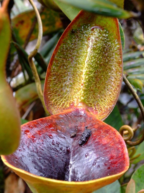 Nepenthes lowii 2.jpg