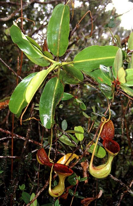 Nepenthes lowii4.jpg