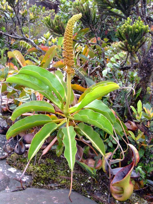 Nepenthes lowii5.jpg