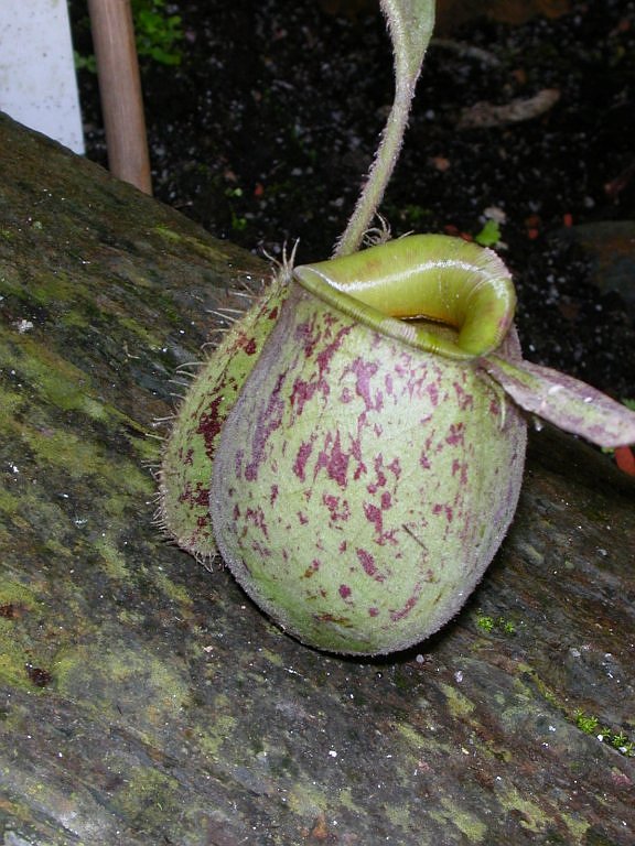 Nepenthes ampullaria.jpg