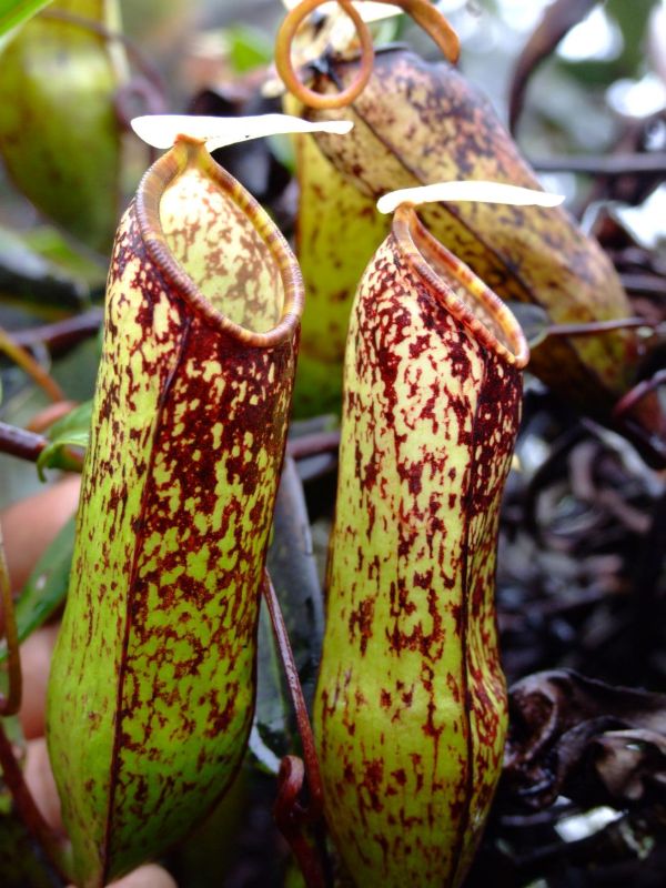 nepenthaës muluensis.jpg