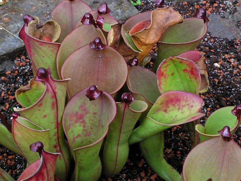 Heliamphora heterodoxa.jpg