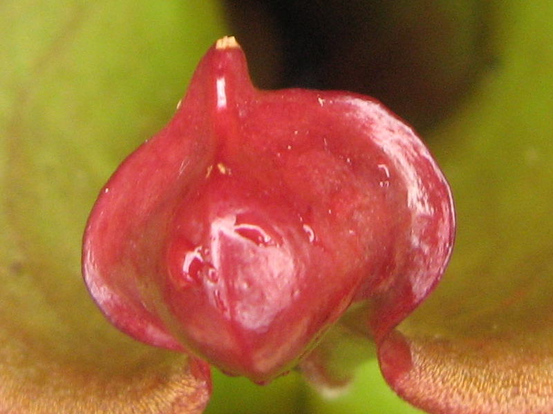 Heliamphora heterodoxa3.jpg