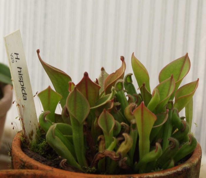 heliamphora hispida.jpg