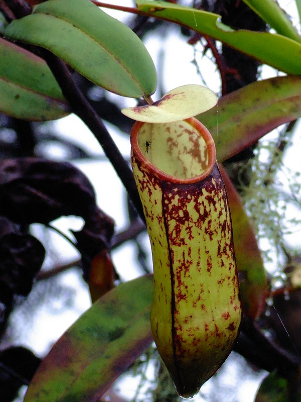 nepenthaës muluensis2.jpg