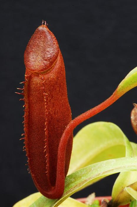 nepenthes diatas.jpg