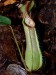 nepenthes hispida.jpg