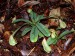 nepenthes hispida3.jpg
