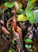Nepenthes hurrelliana2.jpg