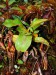 Nepenthes hurrelliana3.jpg
