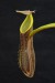 Nepenthes mikei.jpg