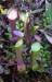 Nepenthes murudensis2.jpg