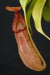 Nepenthes petiolata.jpg
