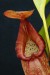 Nepenthes petiolata2.jpg