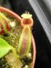 Nepenthes singalana.jpg