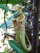 Nepenthes rafflesiana2.jpg