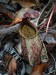 Nepenthes rafflesiana3.jpg