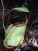 Nepenthes rafflesiana4.jpg