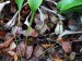 Nepenthes rafflesiana5.jpg