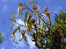 Nepenthes stenophylla.jpg