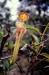 Nepenthes stenophylla2.jpg